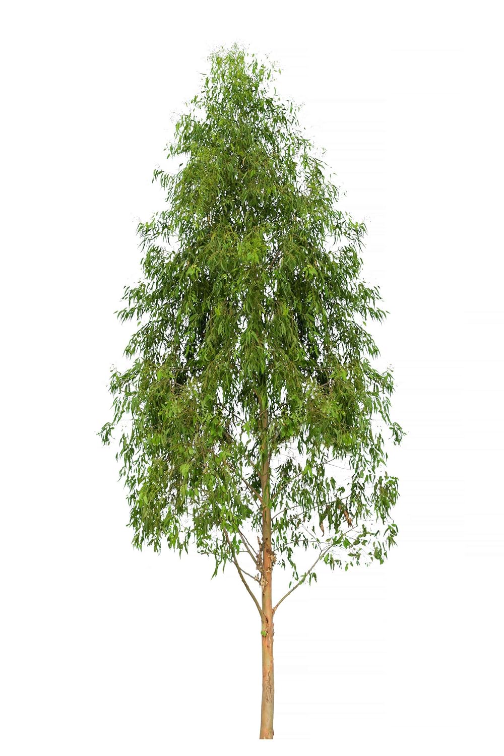 US Organic 100% Pure Eucalyptus Essential Oil (Radiata) - USDA Certified Organic, Steam Distilled - W/Euro droppers (More Size Variations Available) (10 ml / .33 fl oz)